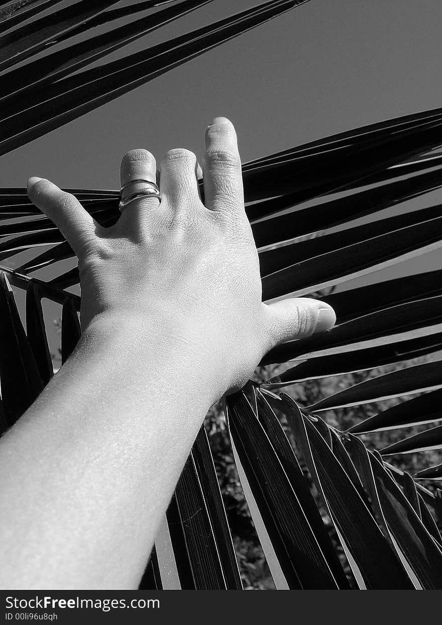 One hand of woman on one palm leaf