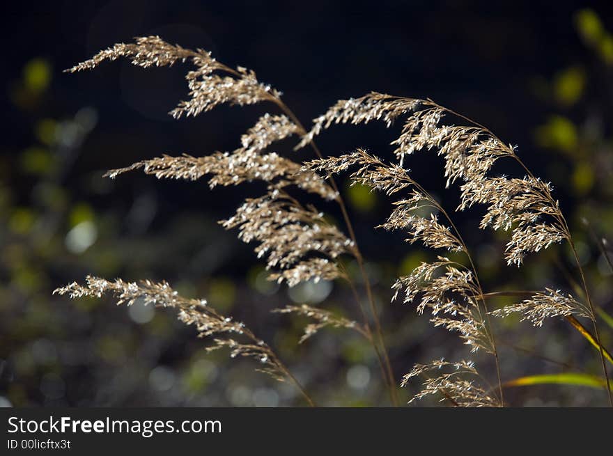 Reed in the wind