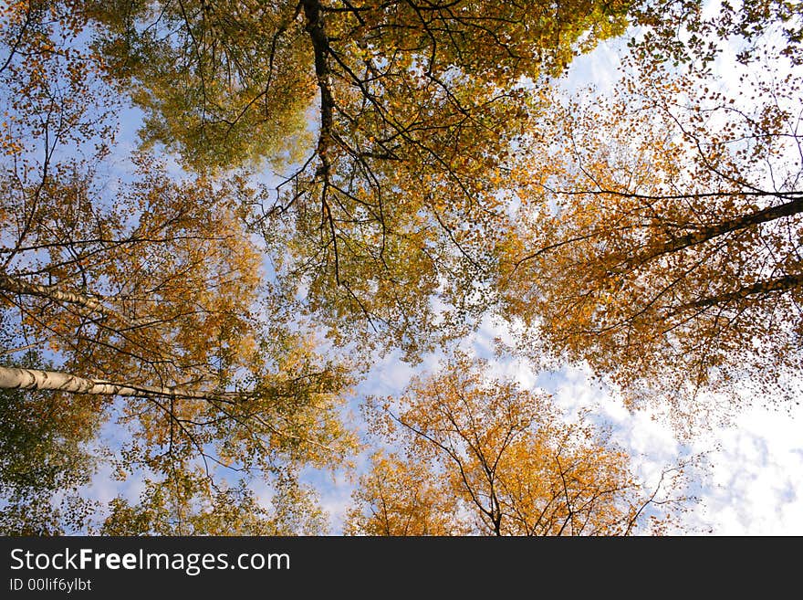 Blue sky and the crones of trees with yellow leaves in autumn. Blue sky and the crones of trees with yellow leaves in autumn