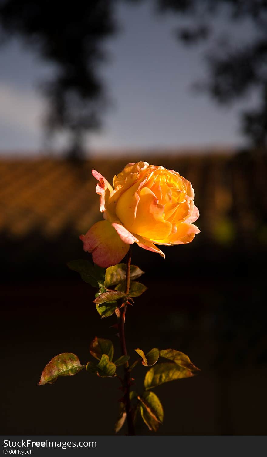 Single Yellow Pink Rose in Light of Setting Sun