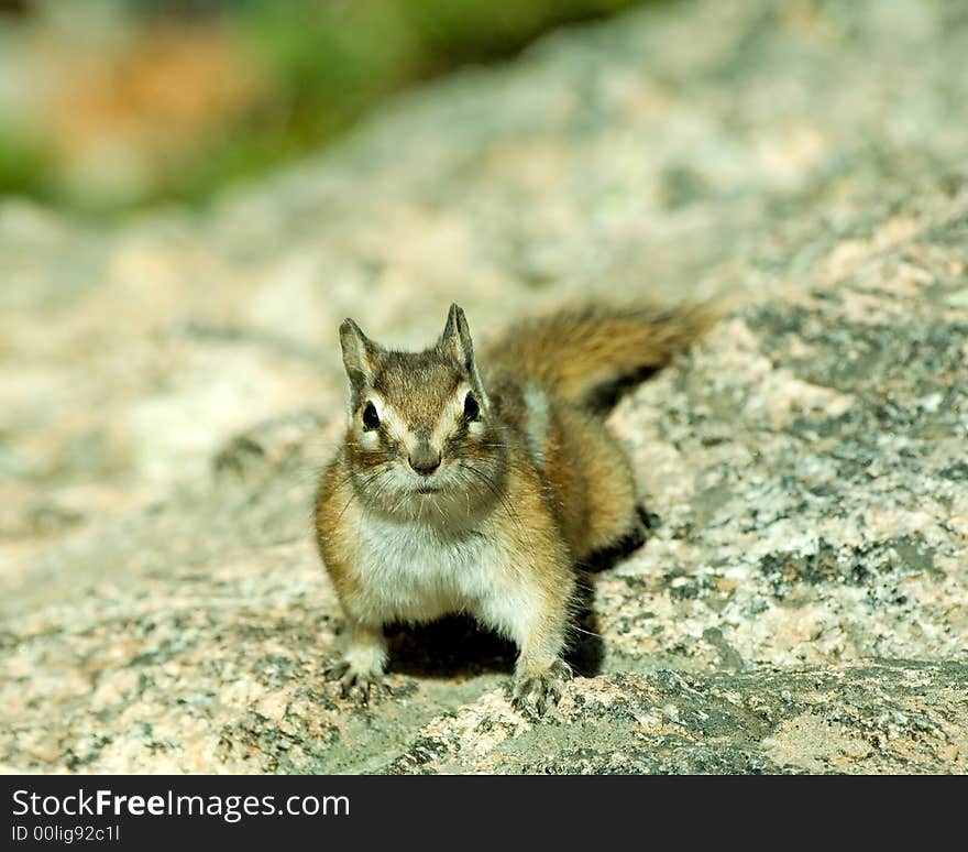 A chipmunk looking at you from a rock