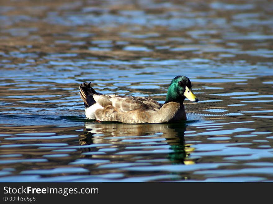 Mallard Duck