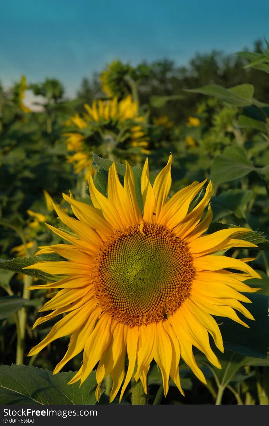 Dominant sunflower