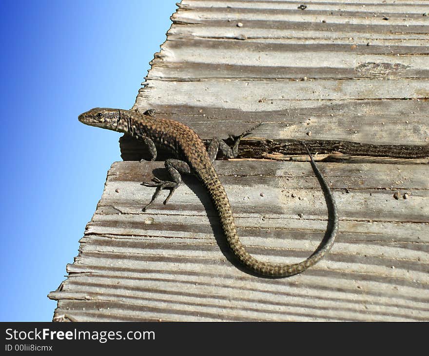 Reptile with a long tail and claws. Reptile with a long tail and claws