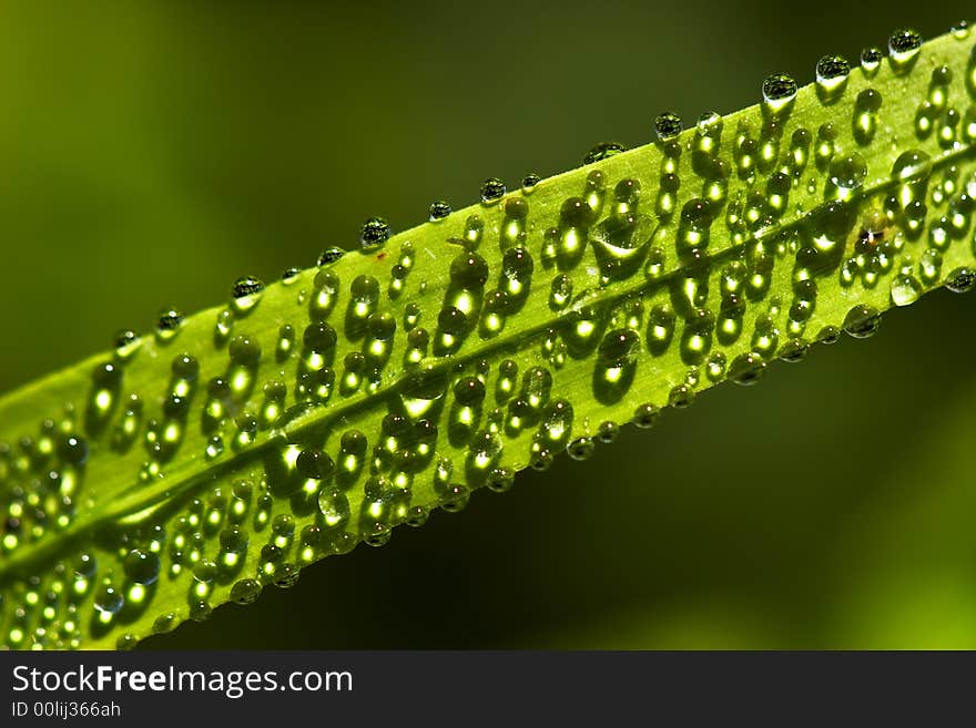 Morning dew drops on a blade of grass. Morning dew drops on a blade of grass