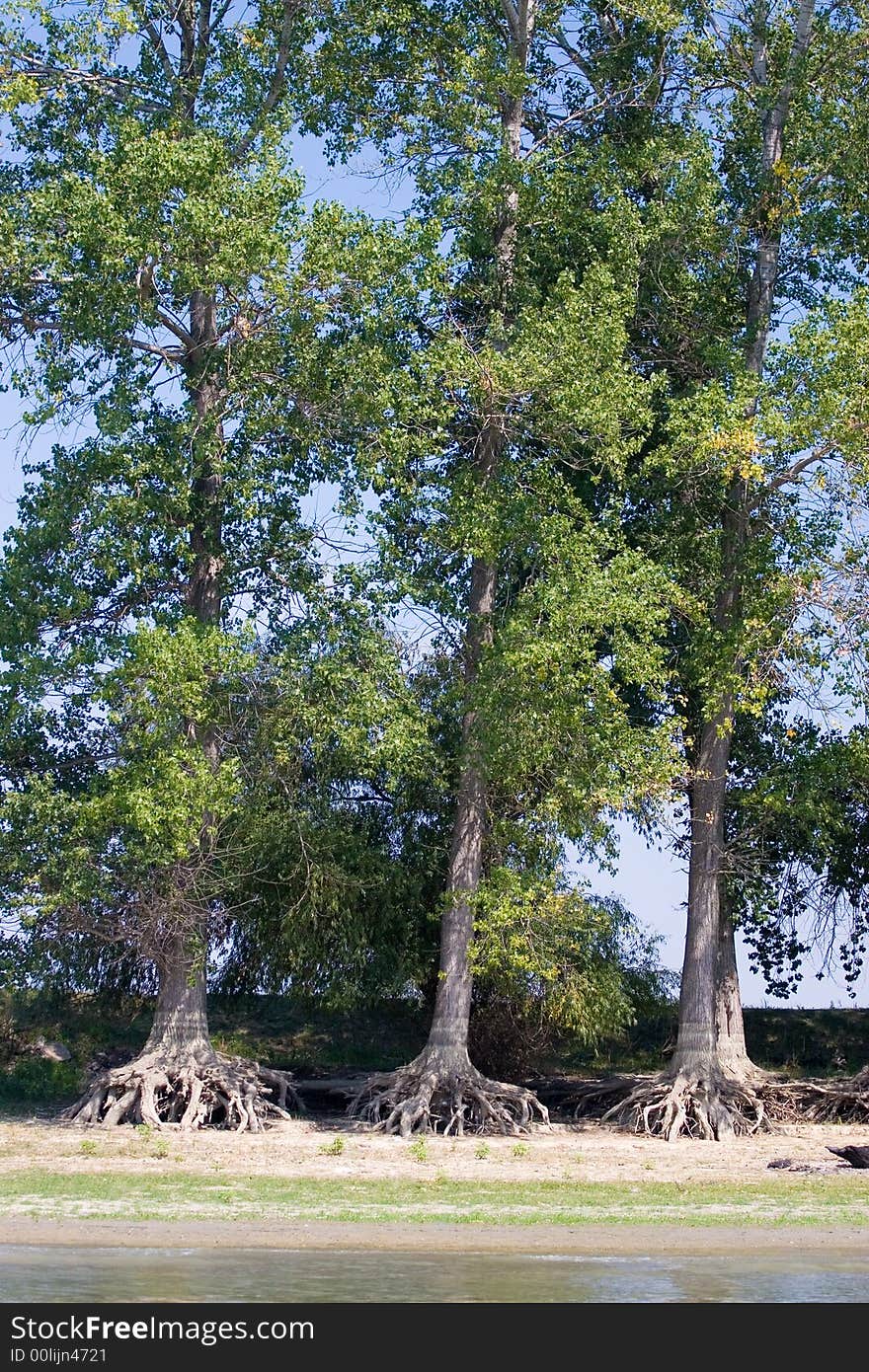 Trees growing next to the water. Trees growing next to the water