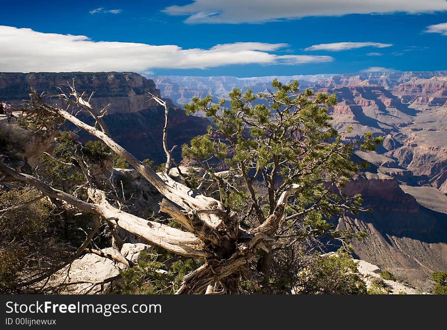 A weathered tree with the Grand Canyon in the background.