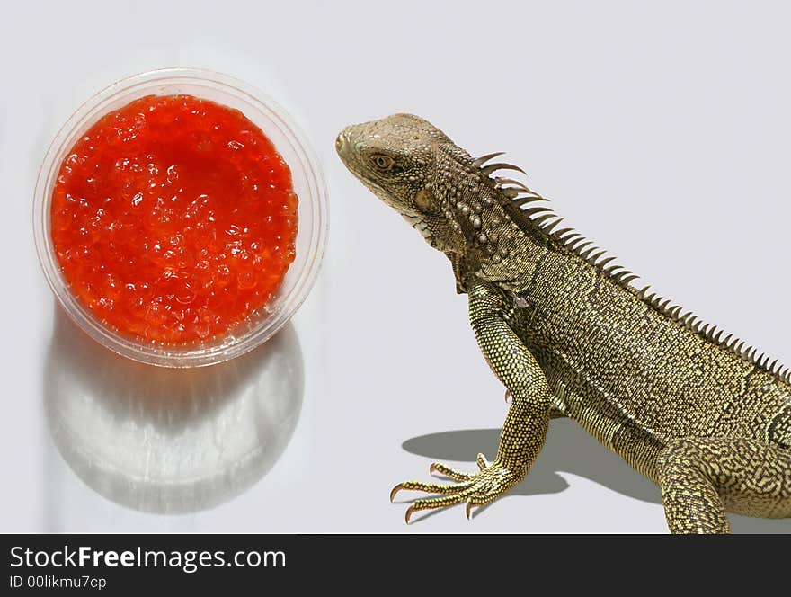 Red caviar and hungry lizard