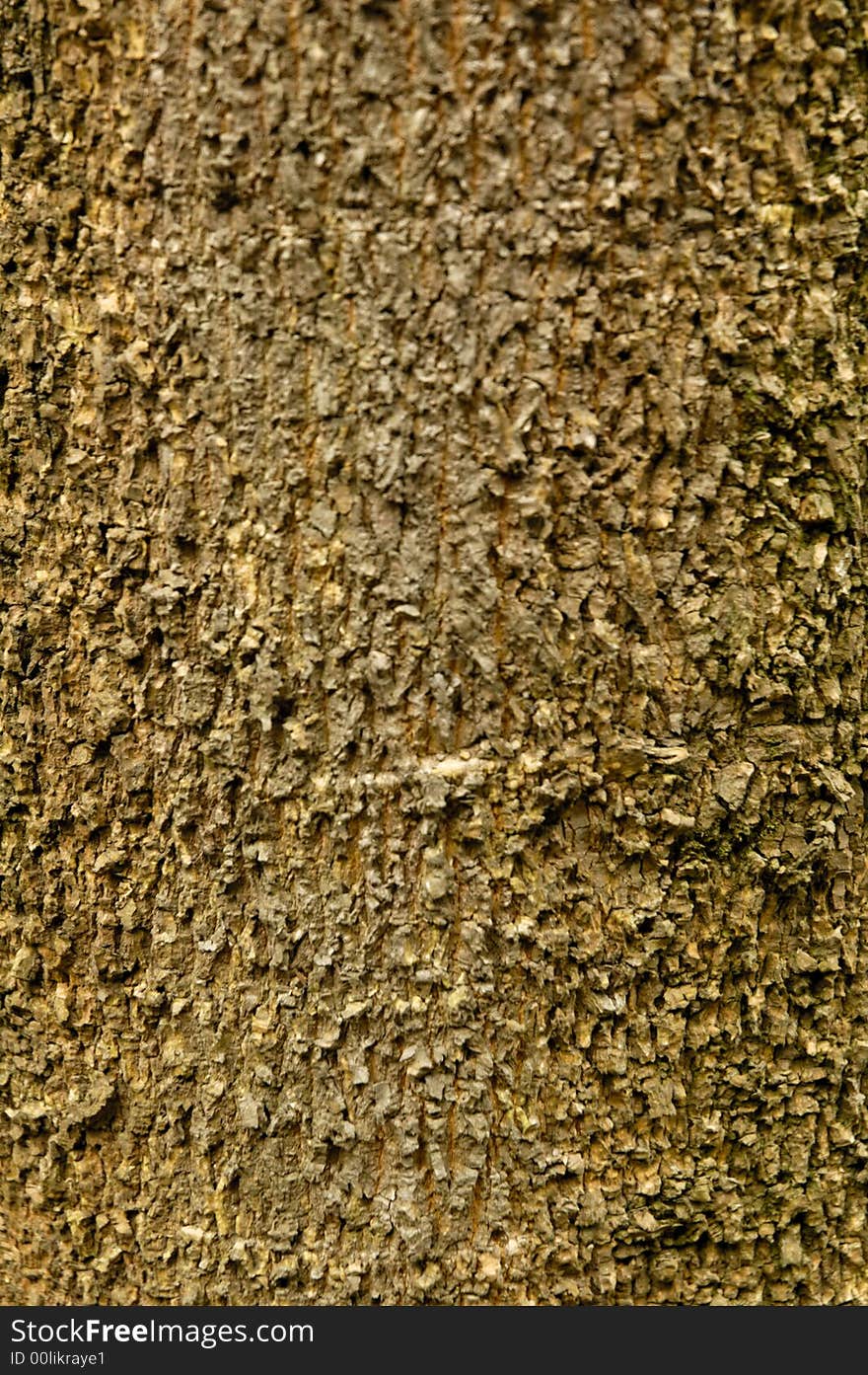 Bark of a tall tree,skin looks real