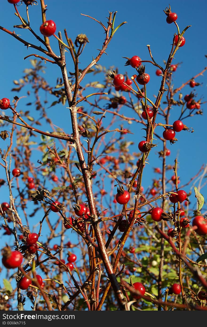 Dog-rose berries on blue sky background.