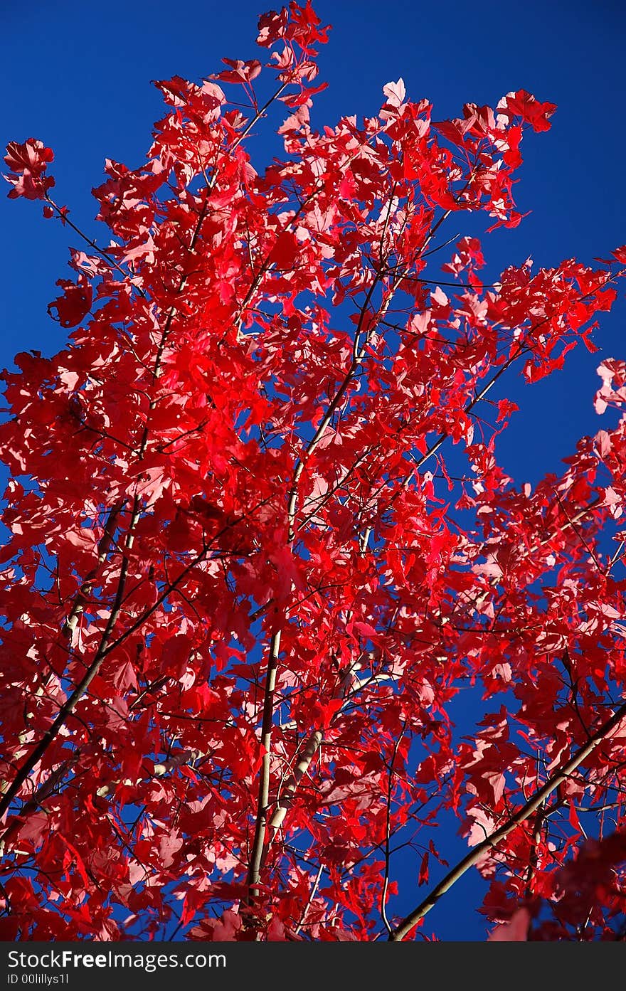 Red maple leaves on blue sky background.