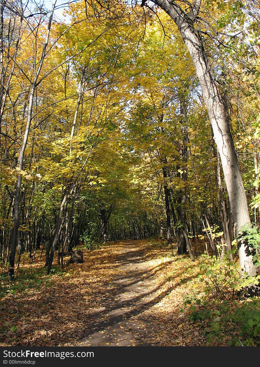 Footpath in forest. Yellow autumn.