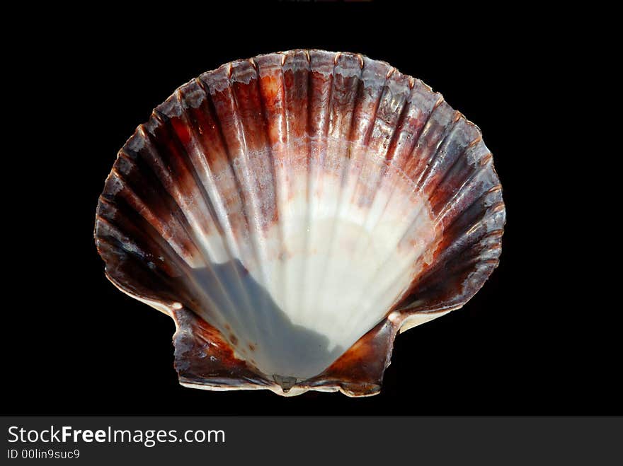 Scallop Shell