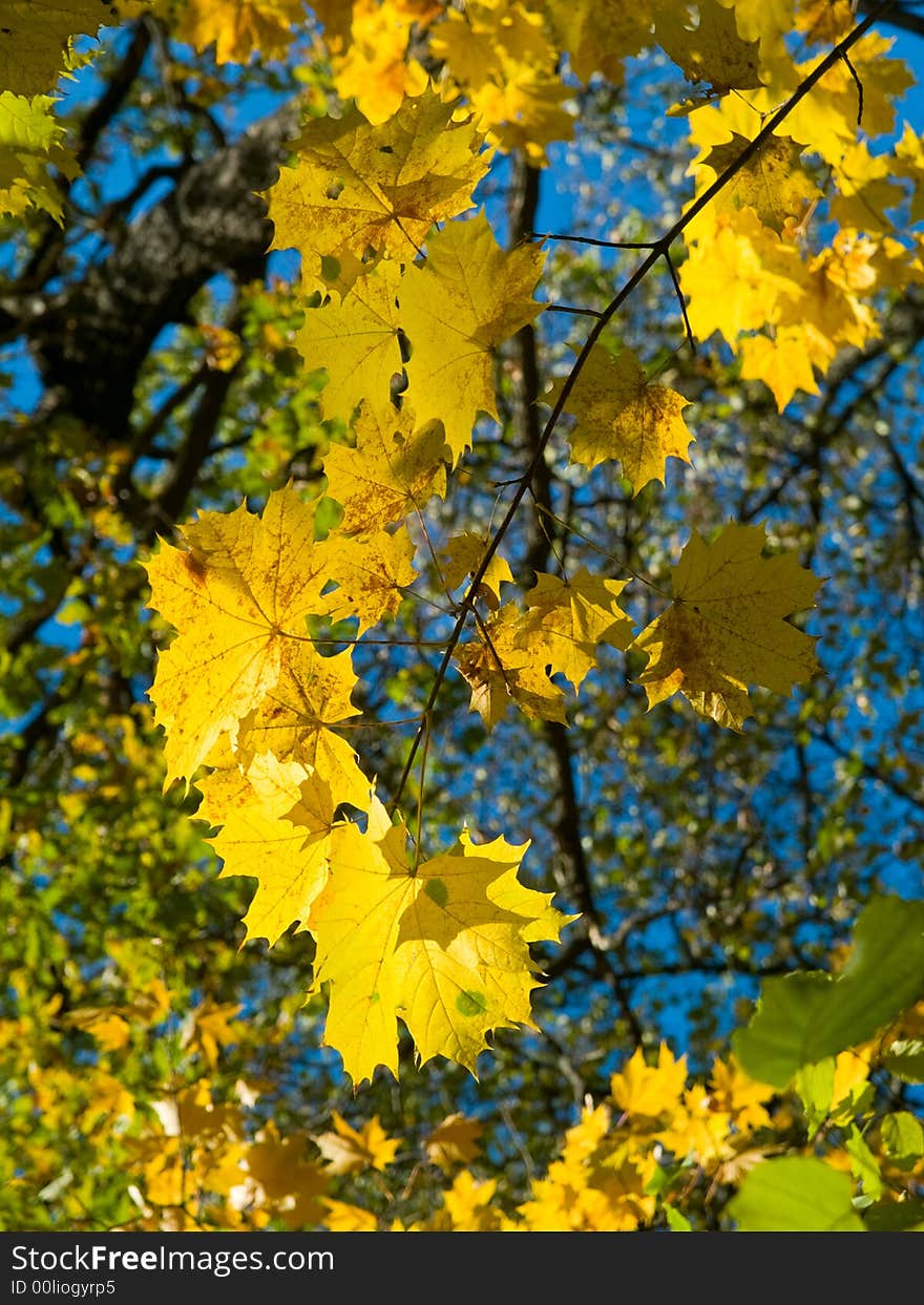 Close-up of yellow maple leaves over blue sky. Close-up of yellow maple leaves over blue sky