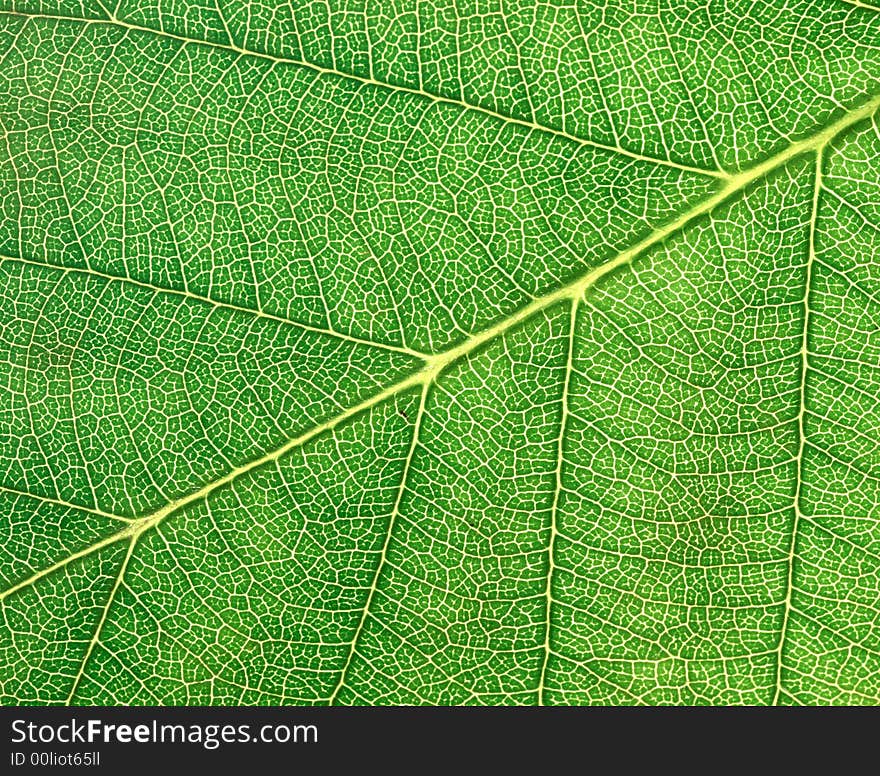 Leaf texture in the macro