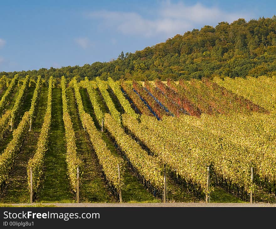 German vineyard in bavaria with yellow leaves at the plants. German vineyard in bavaria with yellow leaves at the plants