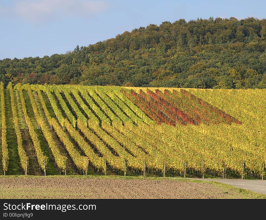 German vineyard in bavaria with yellow leaves at the plants. German vineyard in bavaria with yellow leaves at the plants