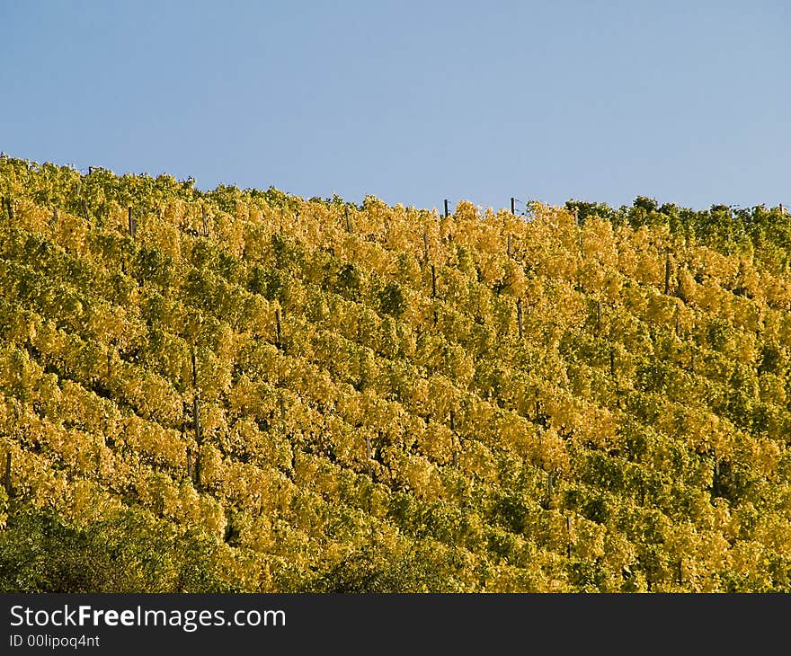 German vineyard in bavaria with yellow leaves at the plants. German vineyard in bavaria with yellow leaves at the plants