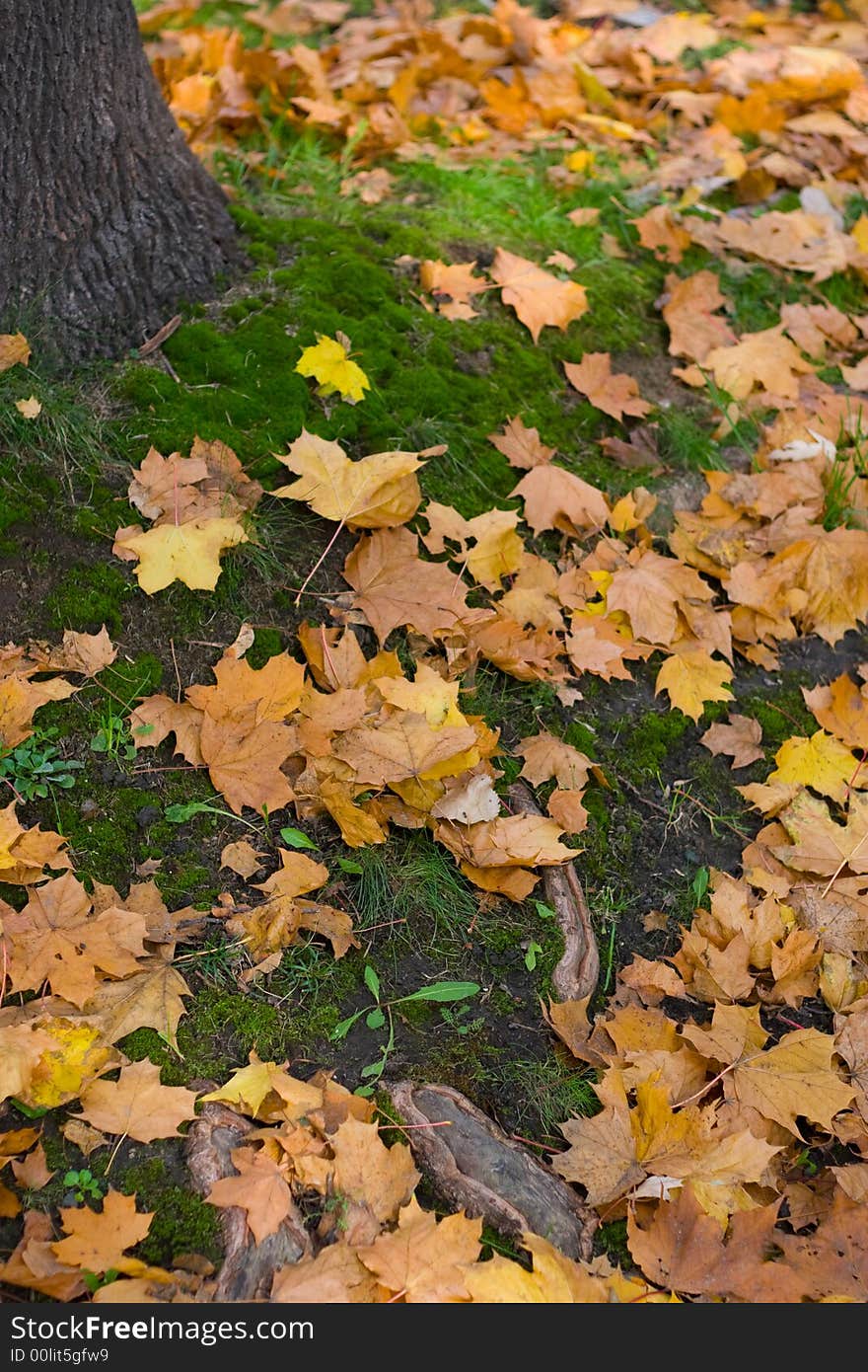 Autumn leafs on the green moss. Autumn leafs on the green moss