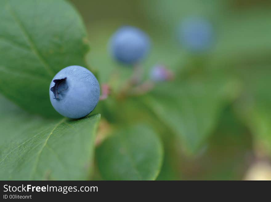 Bilberry