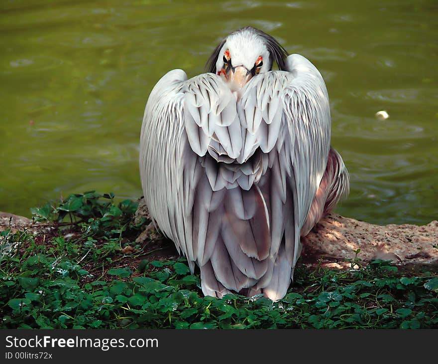 Pelican resting after swiming in the Lake.