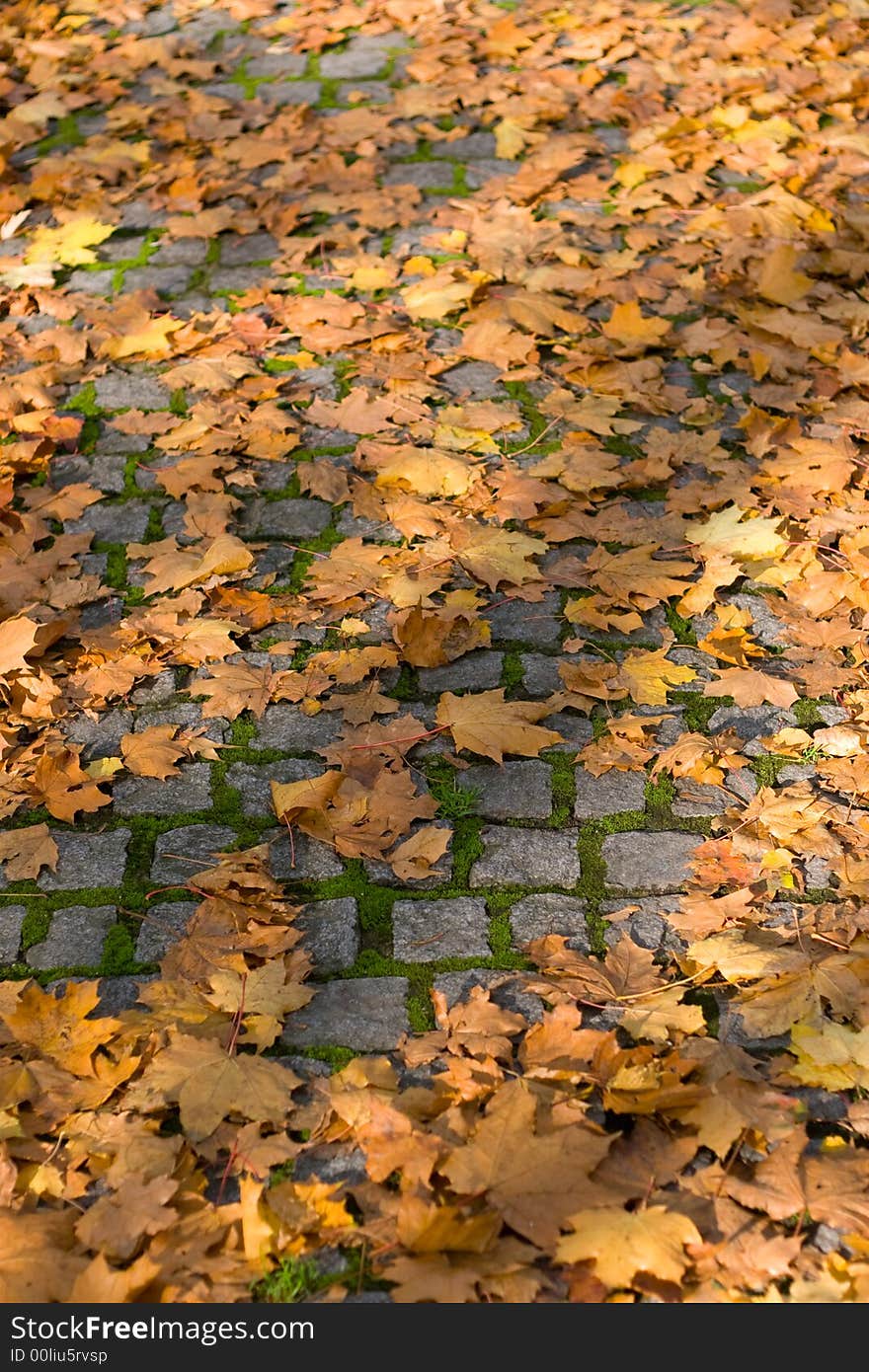 Autumn leafs