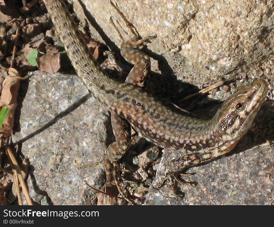 Reptile with a long tail and claws. Reptile with a long tail and claws