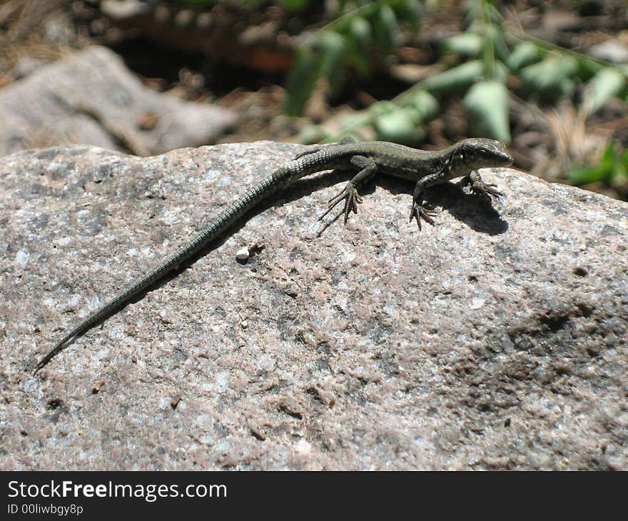 Reptile with a long tail and claws. Reptile with a long tail and claws