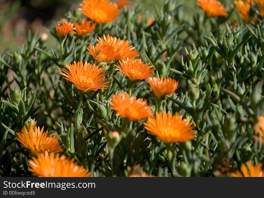 Beautiful orange Flower - Lampranthus Aureus - Orange Vygie - Native to Southern Africa. Focus on centre flowers. Beautiful orange Flower - Lampranthus Aureus - Orange Vygie - Native to Southern Africa. Focus on centre flowers.