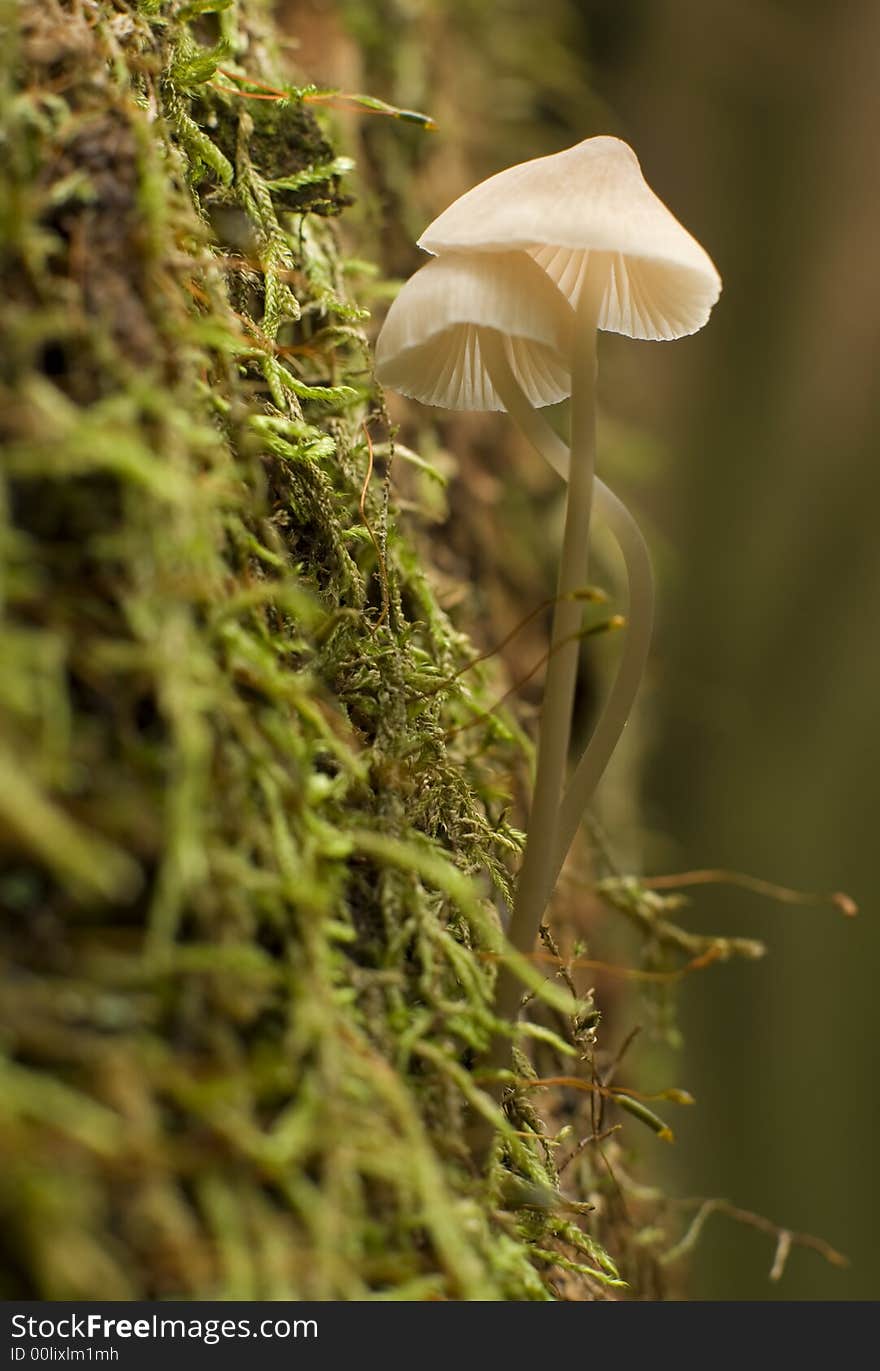 Small mushroom on a tree close up shoot