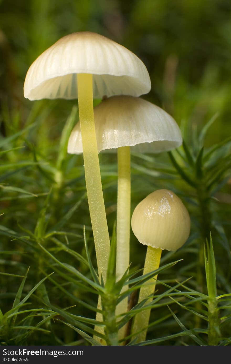 Small mushroom on moss close up shoot. Small mushroom on moss close up shoot