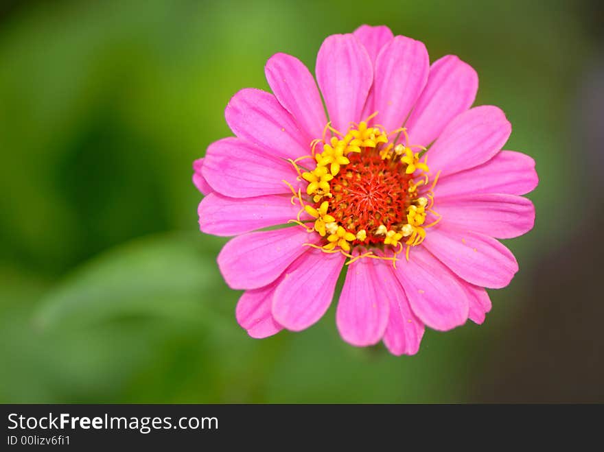 Flowers in  garden on green background