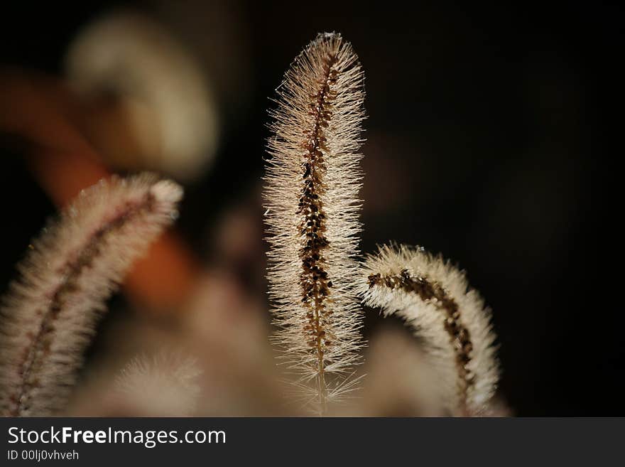 Grass;straw;wild;plant;flora;