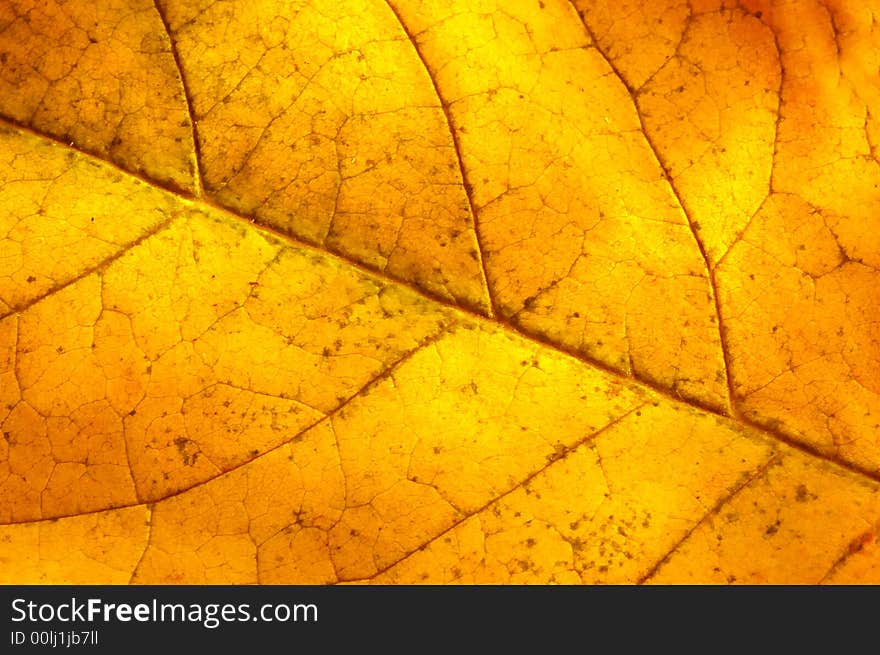 Macro of a elm leaf in autumn. Macro of a elm leaf in autumn