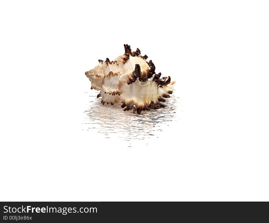 Shell on a white background above a water surface. Reflection in water