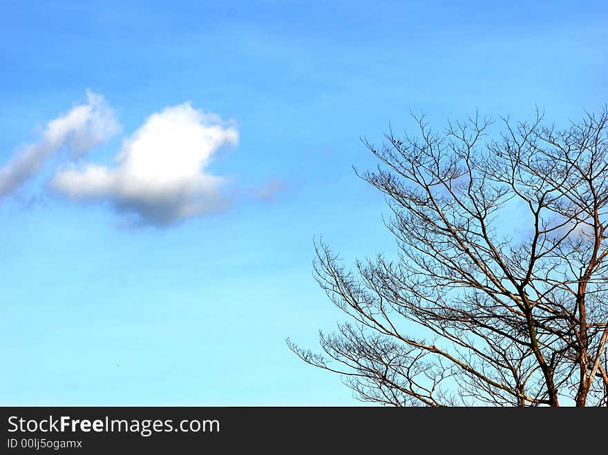 Small Cloud And Barren Tree