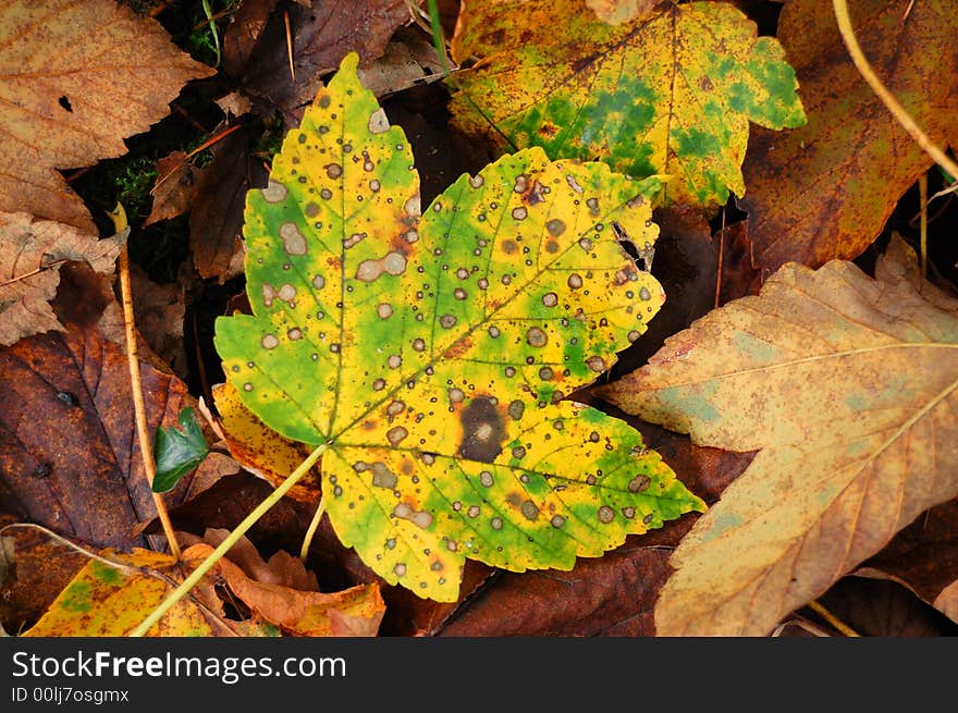 Autumn Leaves