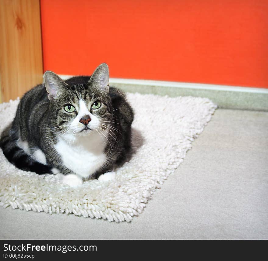 Cat on a carpet in front of a vibrant red wall, in a room, copyspace