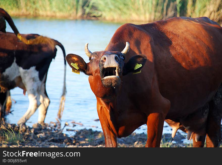 Brown cows grazed near lake. Brown cows grazed near lake