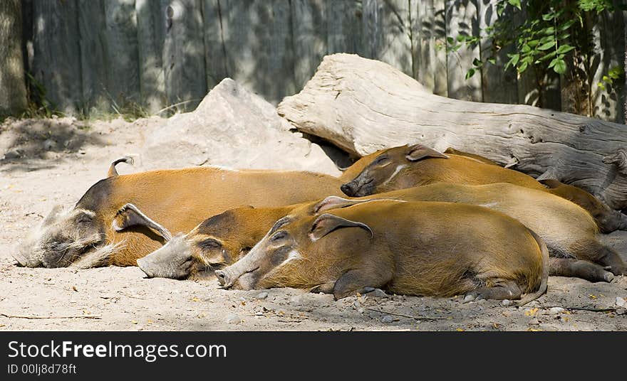 A family of sleeping red river hogs