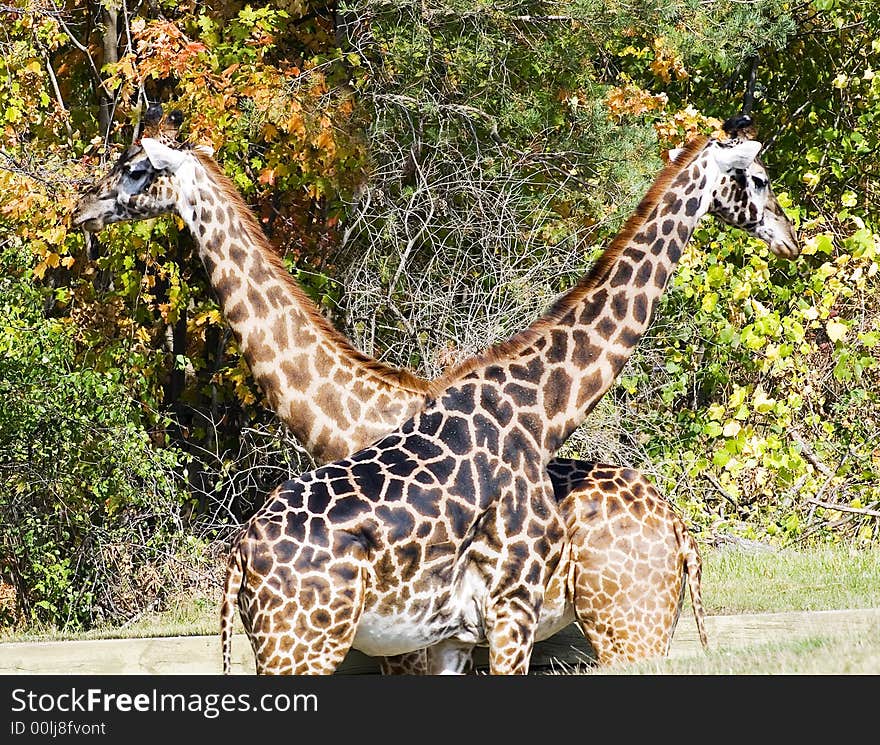 Pair of giraffes, necks crossed, looking in opposite directions. Pair of giraffes, necks crossed, looking in opposite directions