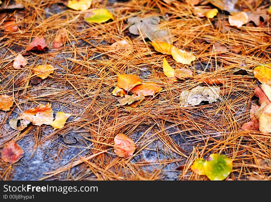 Foliage  of pine and leaves in green and yellow on the ground. Foliage  of pine and leaves in green and yellow on the ground