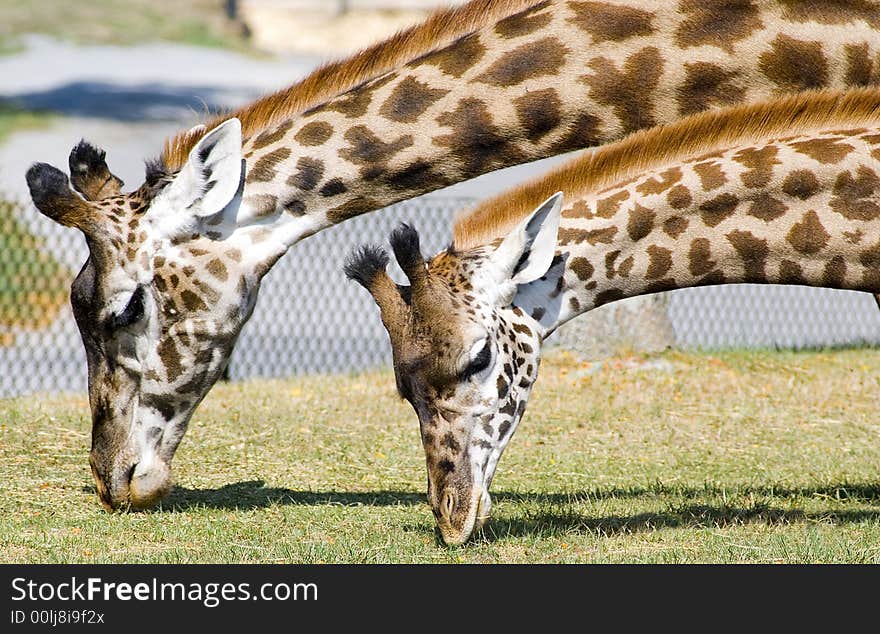 Adult and young giraffe feeding side by side. Adult and young giraffe feeding side by side