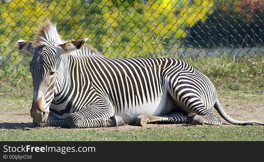 Zebra In Repose