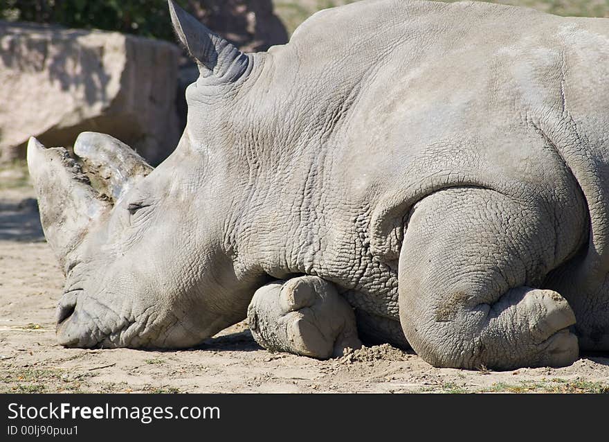 Resting rhino showing its tough, leathery hide. Resting rhino showing its tough, leathery hide