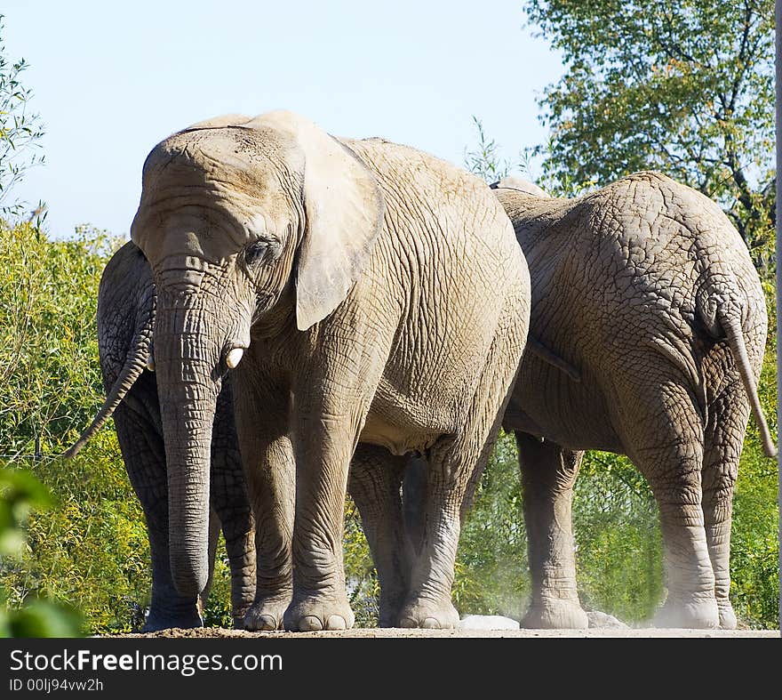 Three resting elephants, one blowing dust. Three resting elephants, one blowing dust