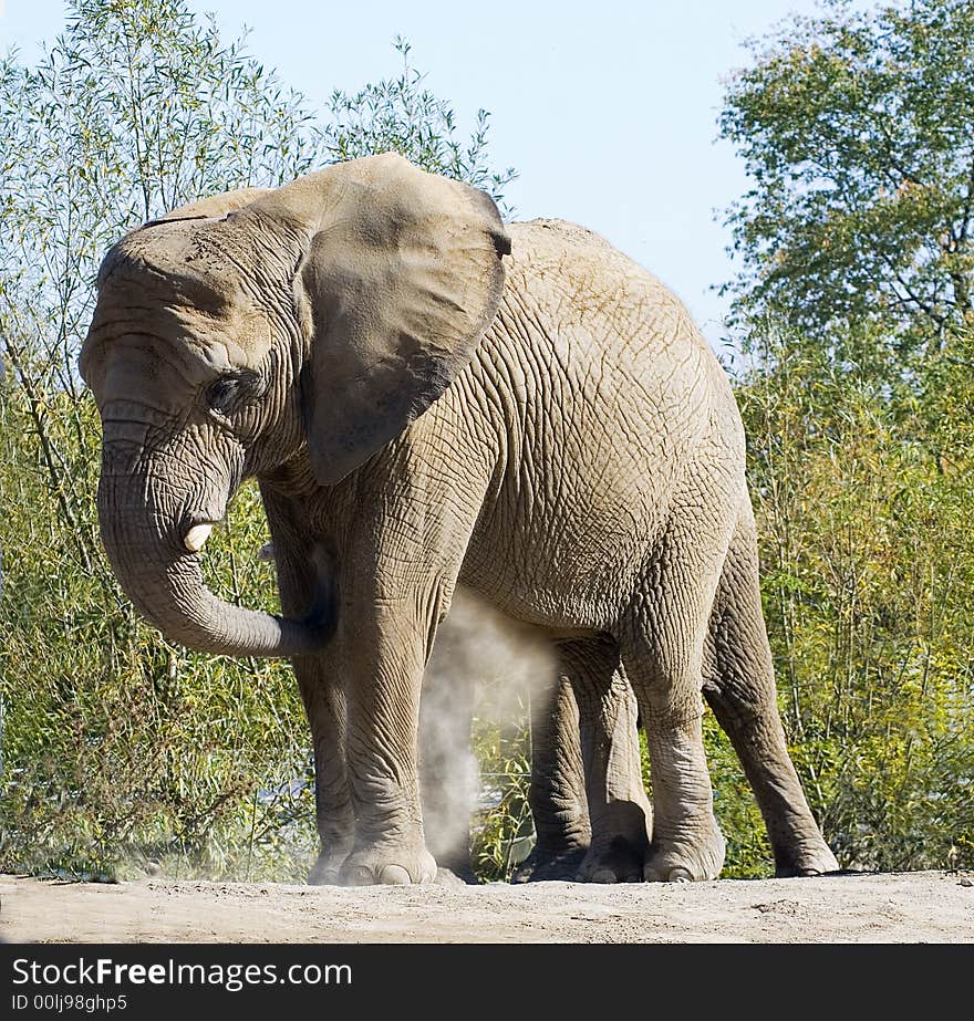 Dust bath elephant