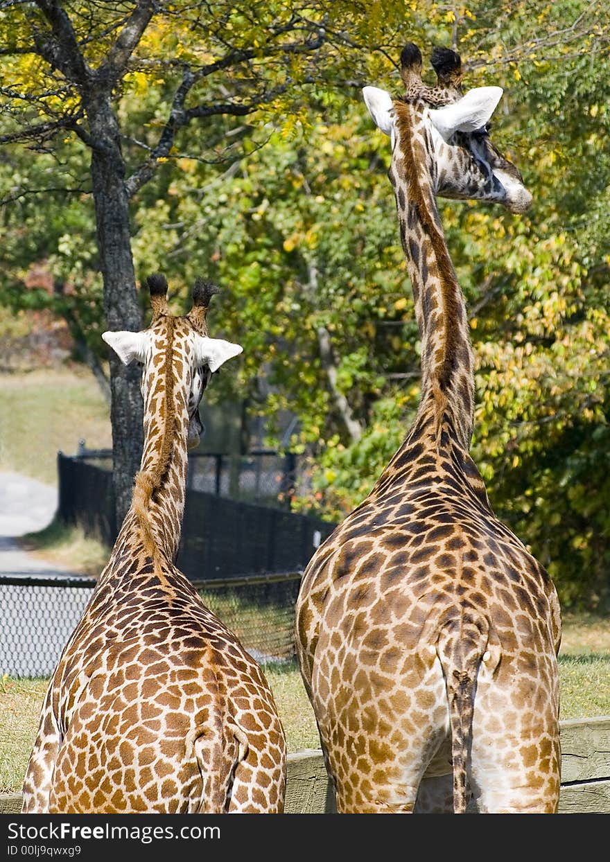 Adult and young giraffe on the lookout, waiting expectantly. Adult and young giraffe on the lookout, waiting expectantly