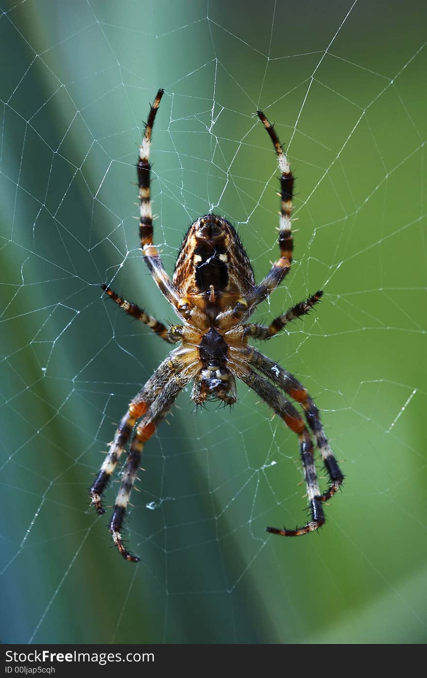 Striped spider - latin title  Araneus diadematus