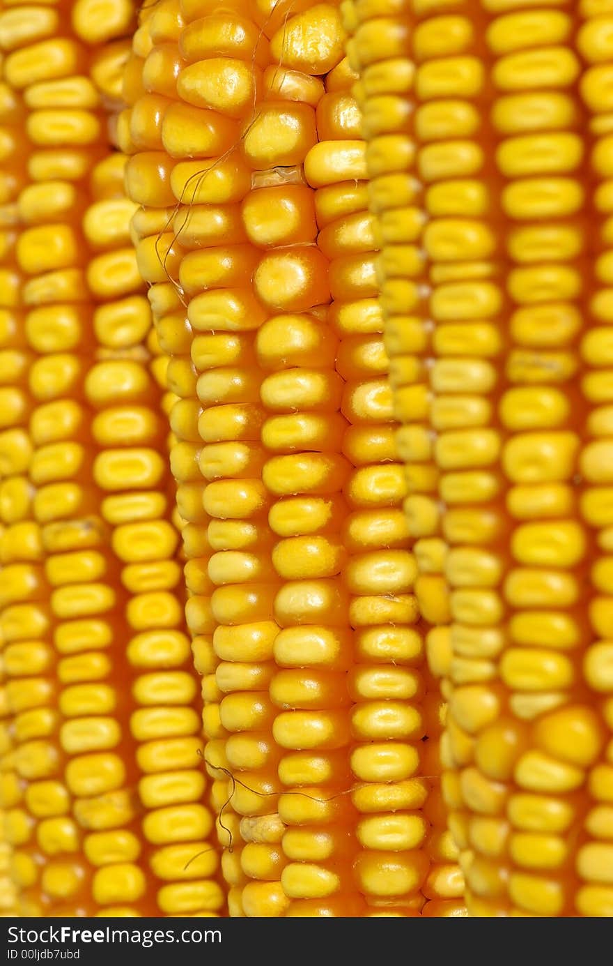 Closeup of yellow corn